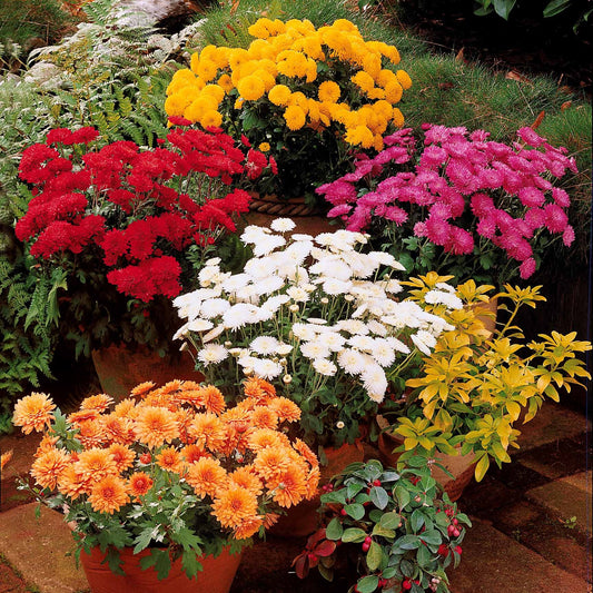 Herbst-Chrysanthemen Mischung (x3) - Bakker