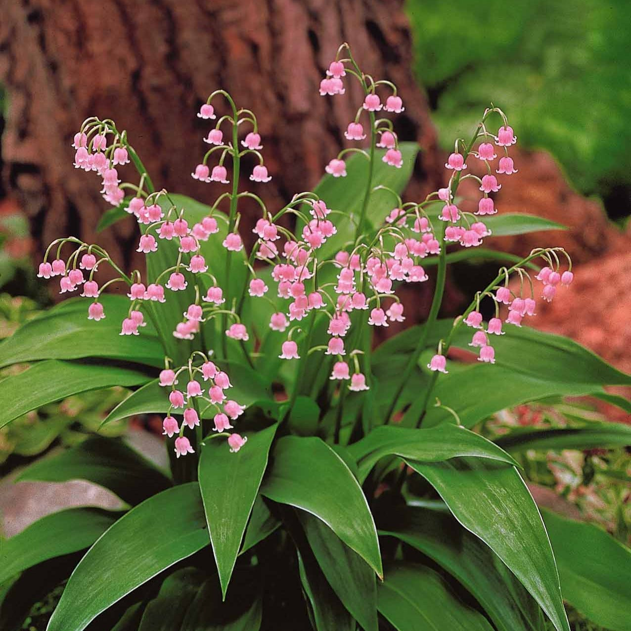 Maiglöckchen Mischung (3 Weiß + 3 Rosa + 3 Riesen Bordeaux) (x 9) - Convallaria majalis