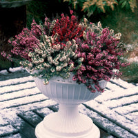 Winterheiden Mischung (rot + rosa + weiß) (x6) - Erica darleyensis - Blühende Gartenstauden