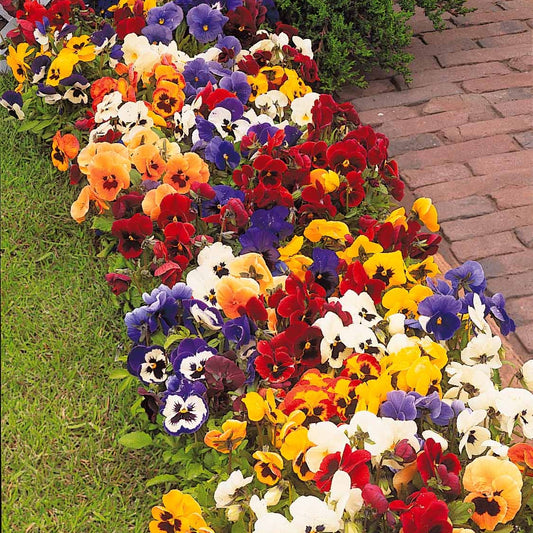 Riesige Stiefmütterchen aus der Schweiz in einer Mischung (x3) - Bakker