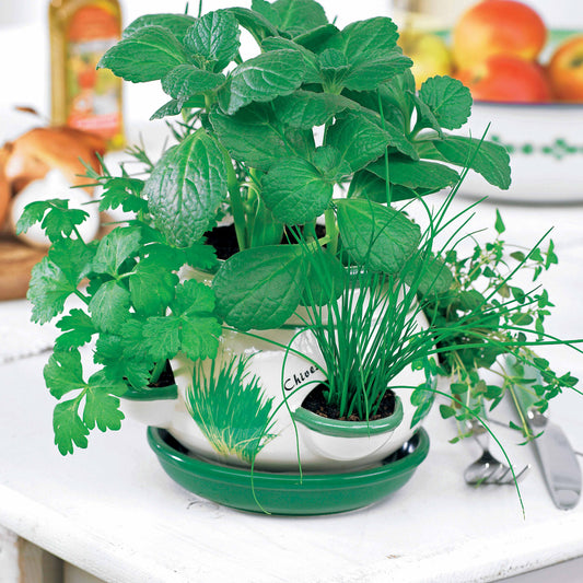 Topf mit aromatischen Pflanzen - Bakker