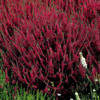 Heidekraut Mischung (2 rot + 2 rosa + 2 gelbblättrig) - Calluna vulgaris - Stauden