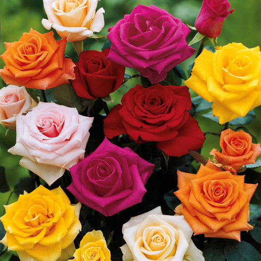 Strauchrosen Mischung (x10) - Rosa - Pflanzensorten