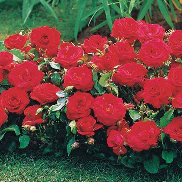 Rosa randilla - Randilla-Mini-Rosen: rot + gelb + rosa (x3) - Bodendeckerrosen