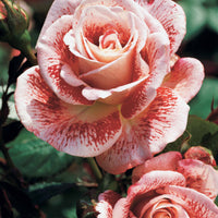 Strauchrosen Mischung (Osiria, Famosa, Double Deli) (x3) - Rosa 'osiria', 'famosa','double delight' - Pflanzensorten