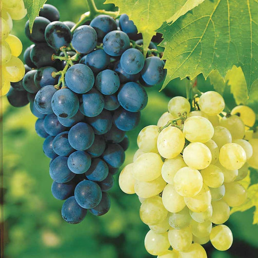 Weinreben (Muscat de Hambourg + Chasselas de Fontainebleau - Vitis vinifera - Obst