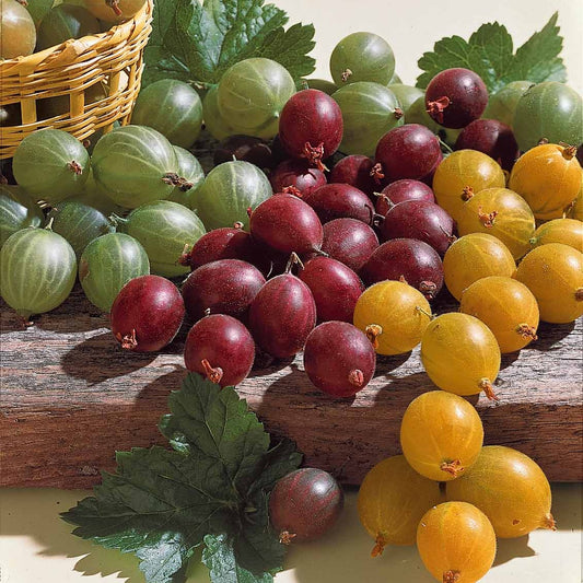 Stachelbeersträucher (2 Winham's Industry + 2 Ang) - Ribes uva-crispa winhams industry, anglaise blanch - Obst
