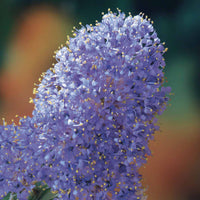 Säckelblume Victoria - Ceanothus impressus Victoria - Gartenpflanzen