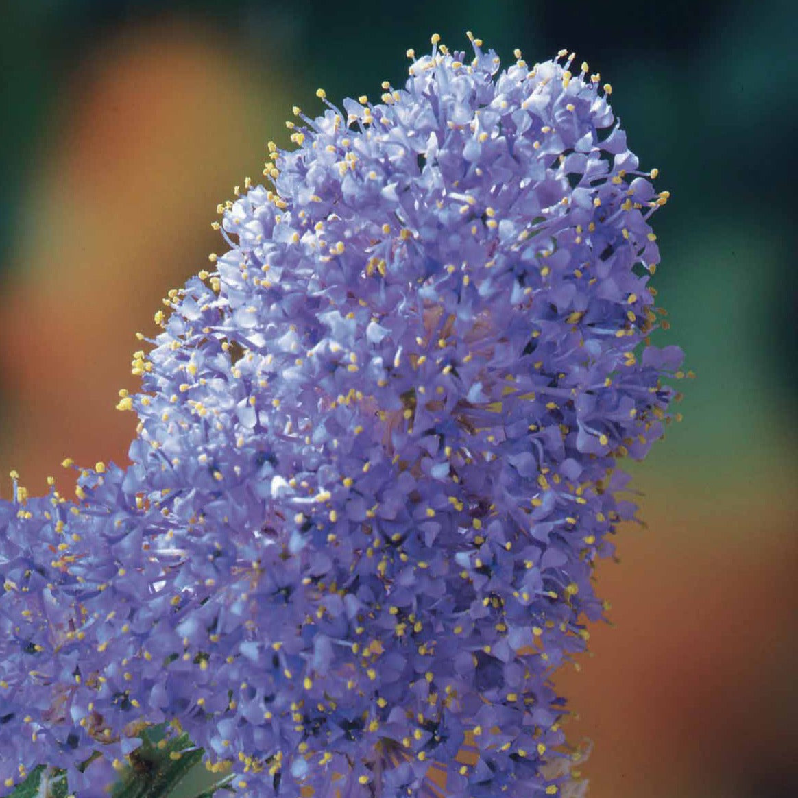 Säckelblume Victoria - Ceanothus impressus Victoria - Gartenpflanzen