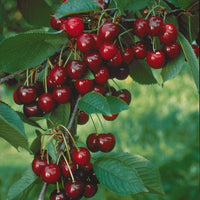 Minikirschen (Burlat, Van, Napoleon) (x3) - Prunus avium van, napoleon, burlat - Obstbäume