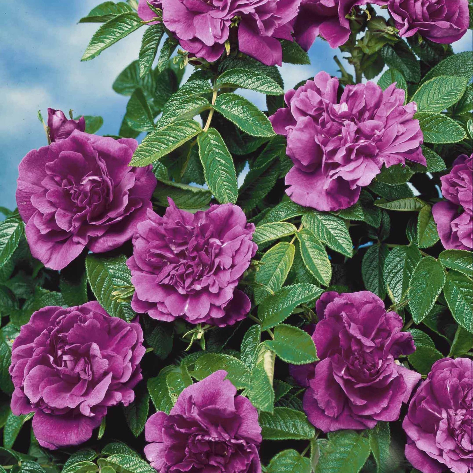 Botanische Rosen (x2) - Rosa rugosa hansa , boule de neige - Rosen