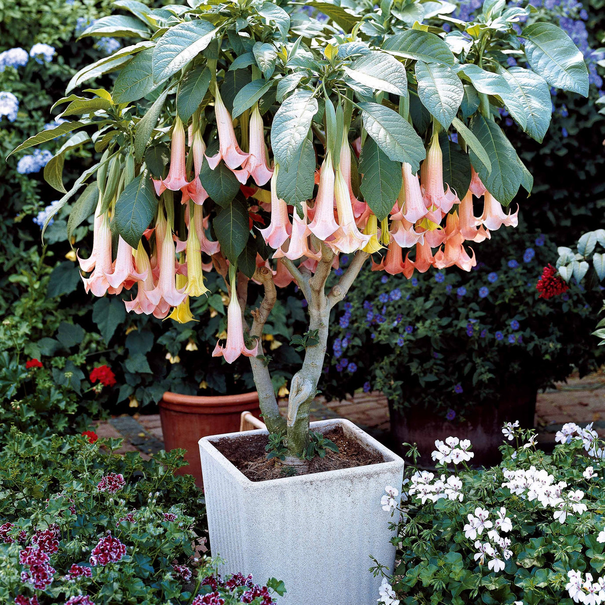 Brugmansia - Brugmansia-Sammlung: Rot und Gold, Gelb, Rosa. (x3) - Brugmansia