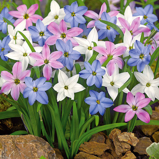Frühlingslichtstern Mischung (x30) - Ipheion - Blumenzwiebeln
