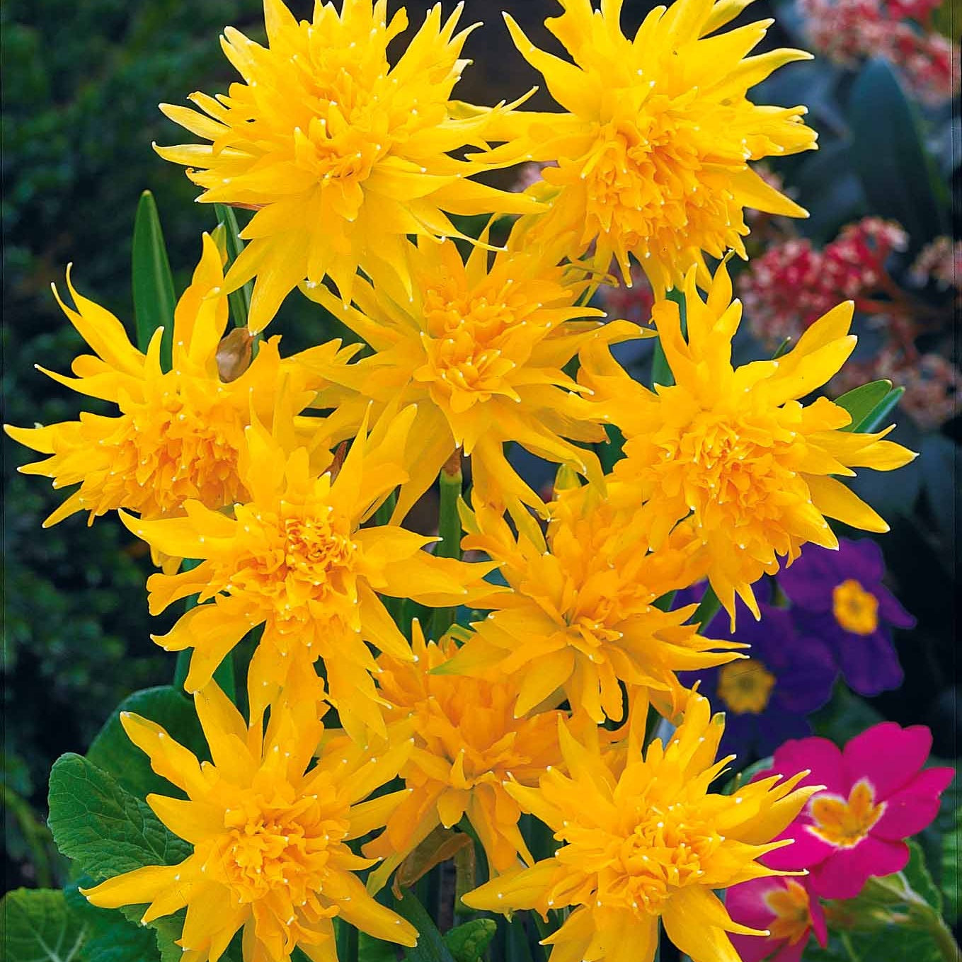 Kollektion mini Narzissen (x30) - Narcissus 'jet fire', 'rip van winkle','tête à têt - Blumenzwiebeln Frühlingsblüher