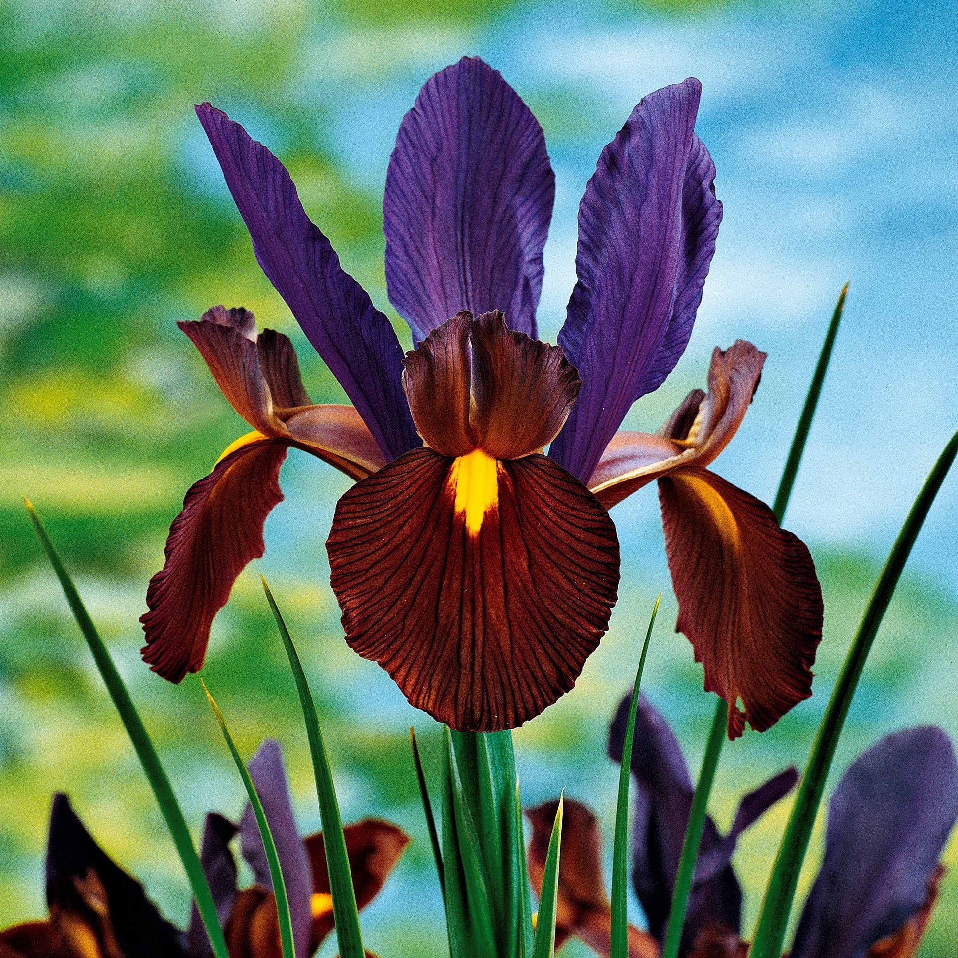 Holländische Schwertlilien Mischung (x40) - Iris hollandica frans hals, rosario, tiger eyes, b - Iris