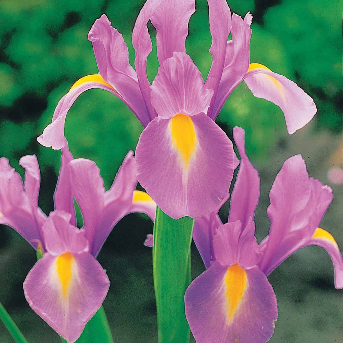 Holländische Schwertlilien Mischung (x40) - Iris hollandica frans hals, rosario, tiger eyes, b