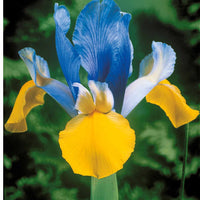 Holländische Schwertlilien Mischung (x40) - Iris hollandica frans hals, rosario, tiger eyes, b - Blumenzwiebeln Frühlingsblüher