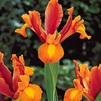Holländische Schwertlilien Mischung (x40) - Iris hollandica frans hals, rosario, tiger eyes, b