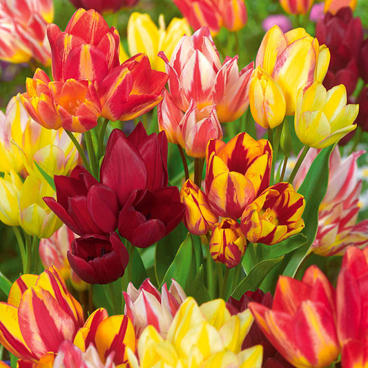 Mehrblütige Tulpen Mischung (x10) - Tulipa - Blumenzwiebeln