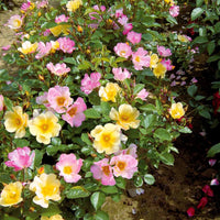 Kollektion Bodendeckerrosen (Happy Chappy + Wonderland) (x6) - Rosa happy chappy , wonderland - Gartenpflanzen
