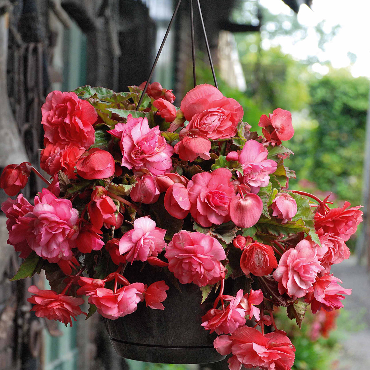 Begonia 'red glory', 'angélique''pink delight' - Duft-Begonien Mischung (x9) - Begonien-Zwiebeln