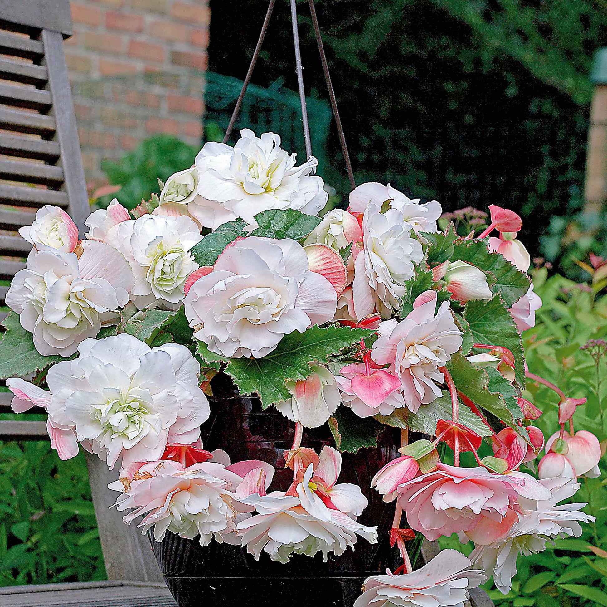 Blumenzwiebeln Duft-Begonien Mischung (x9) - Begonia 'red glory', 'angélique''pink delight'