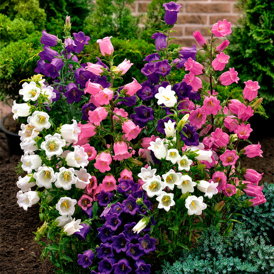 Glockenblumen - Glockenblumen Mischung Carillon (x2) - Campanula medium carillon