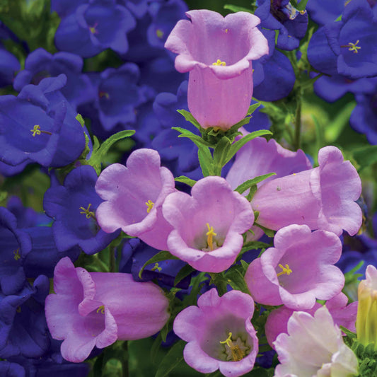 Glockenblumen Mischung Carillon (x2) - Bakker