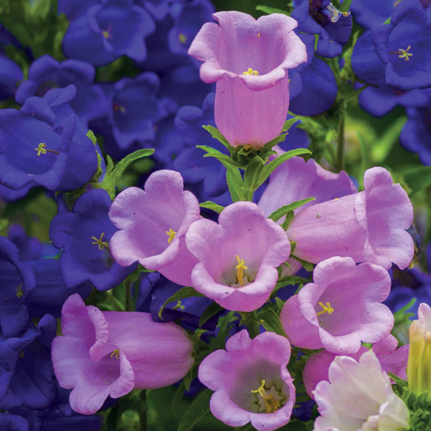 Campanula medium - Marienglockenblume