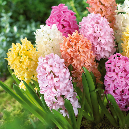 Hyazinthen Pastel Mischung (x20) - Hyacinthus - Blumenzwiebeln