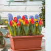 Hyazinthe 'Blue Jacket', Narzisse 'Tête à tête' - Hyacinthus 'blue jacket',narcissus 'tête à tête', - Blumenzwiebeln