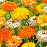 Ringelblumen Mischung (x3) - Calendula - Gartenpflanzen