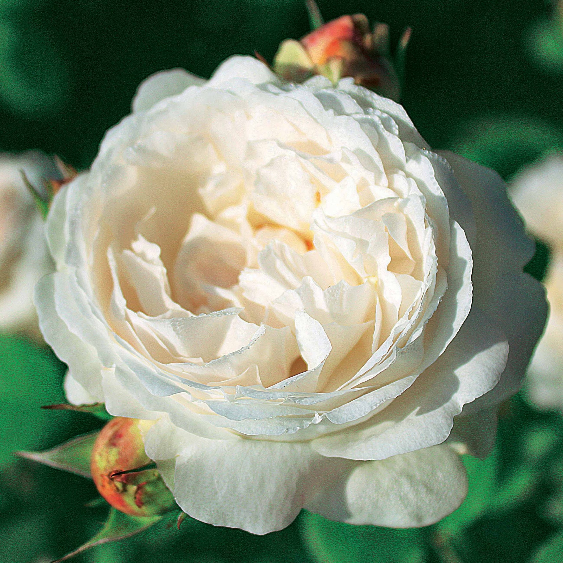 Englische Rosen (Her's Ausgreen ®, Ausgreen's Winner ®) (x2) - Rosa 'her's ausgreen' ® (ausblush), 'ausgreen's wi - Rosen