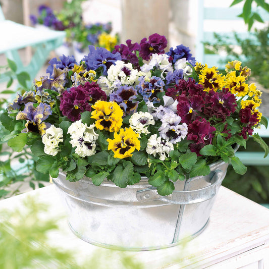 Gekräuselte Stiefmütterchen in einer Mischung (x2) - Bakker