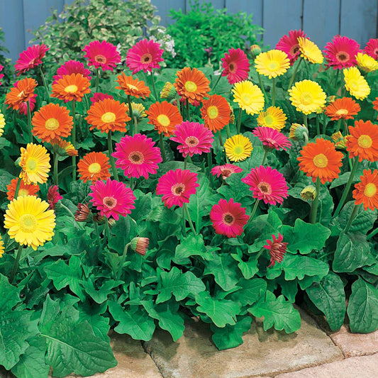 Gerbera Garvinea Mischung (rot, gelb, purpur) (x3) - Garvinea 'viviane', 'rachel', 'pam' - Terrasse balkon