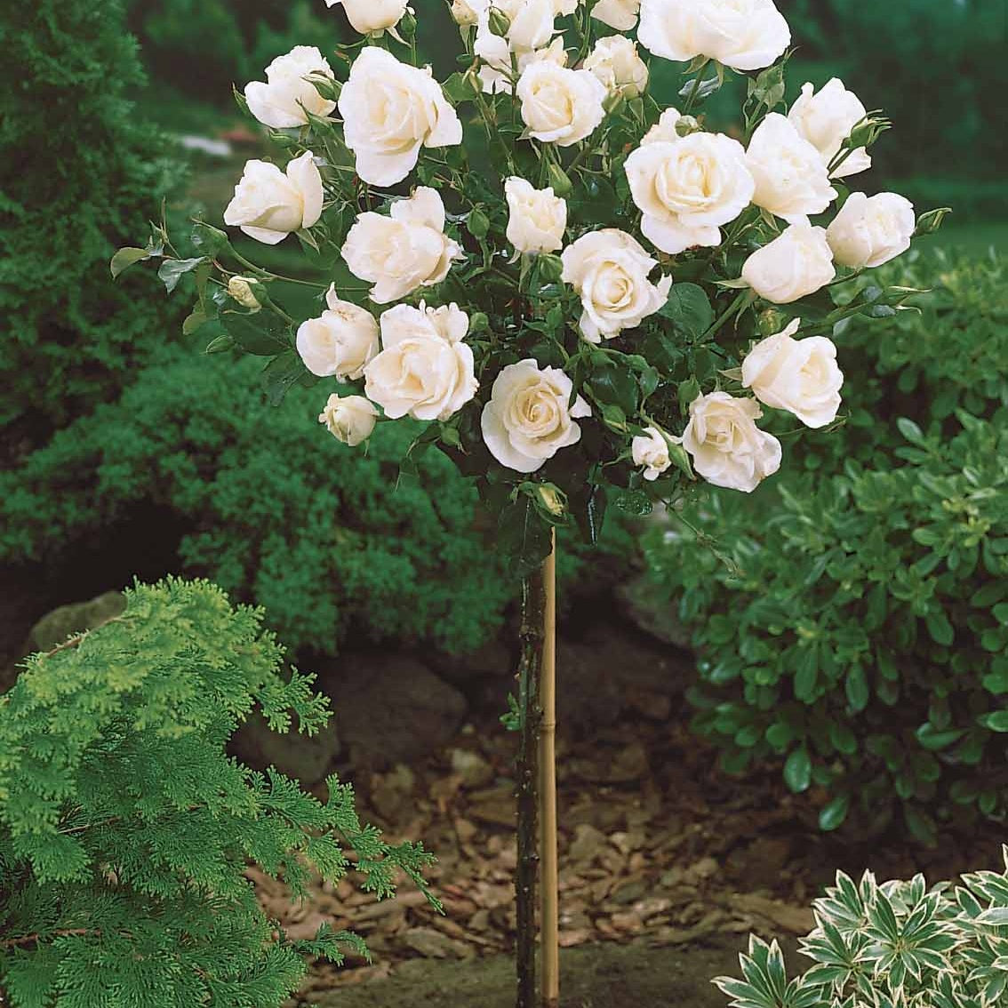 Stammrosen Mischung (Ramona, Korbin, Osiria) (x3) - Rosa 'ramona', 'korbin', 'osiria' - Pflanzensorten