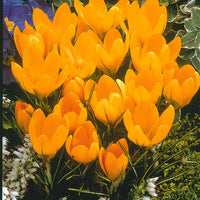 Kollektion großblumige Krokusse (x60) - Crocus 'yellow mammouth', 'flower record', 'jeanne - Blumenzwiebeln Frühlingsblüher