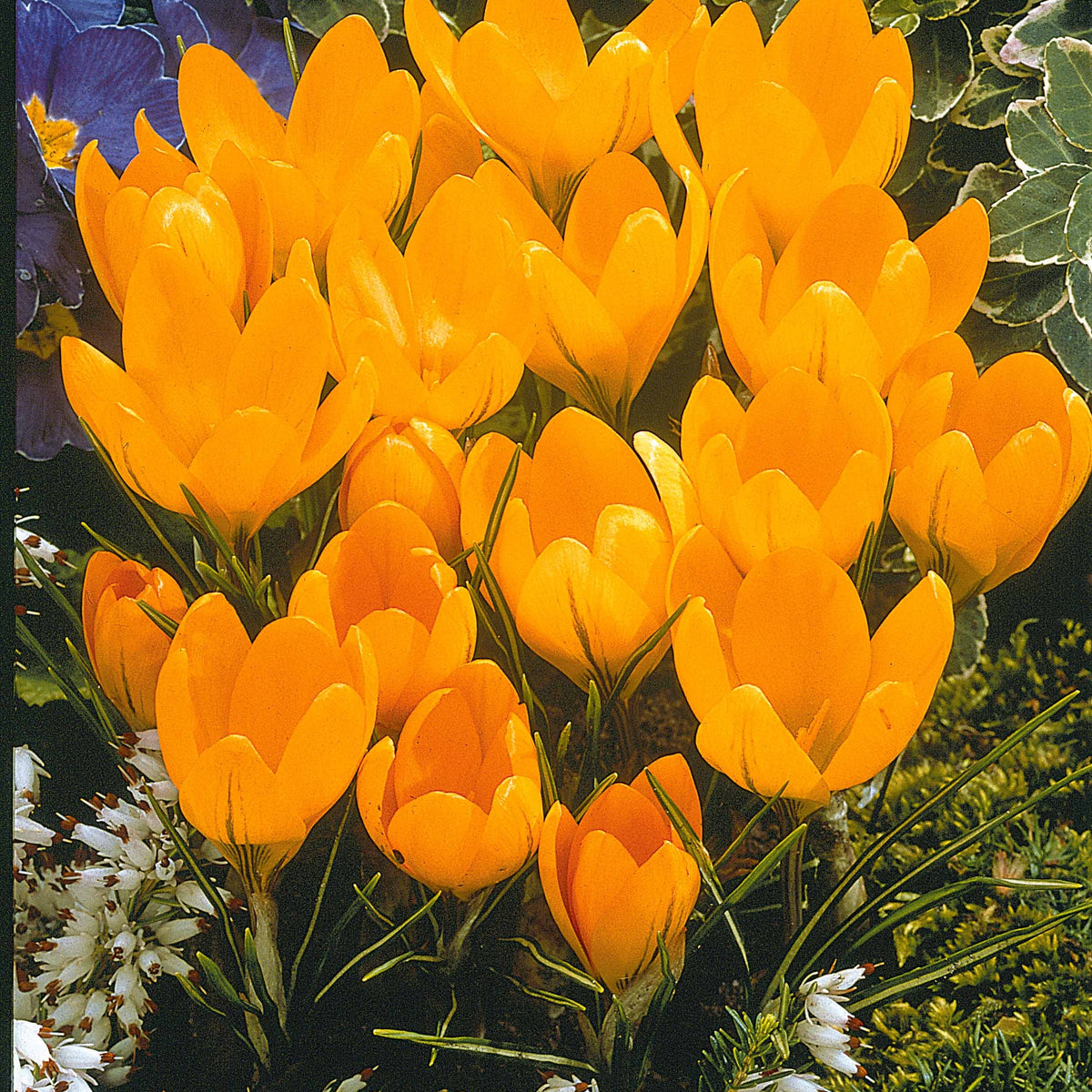Krokus-Mischung mehrfarbig (x60) - Crocus 'yellow mammouth', 'flower record', 'jeanne - Bakker