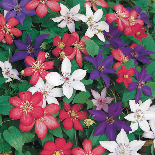 Sammlung von Clematis: Ville de Lyon, Miss Bateman, Präsident (x3) - Bakker