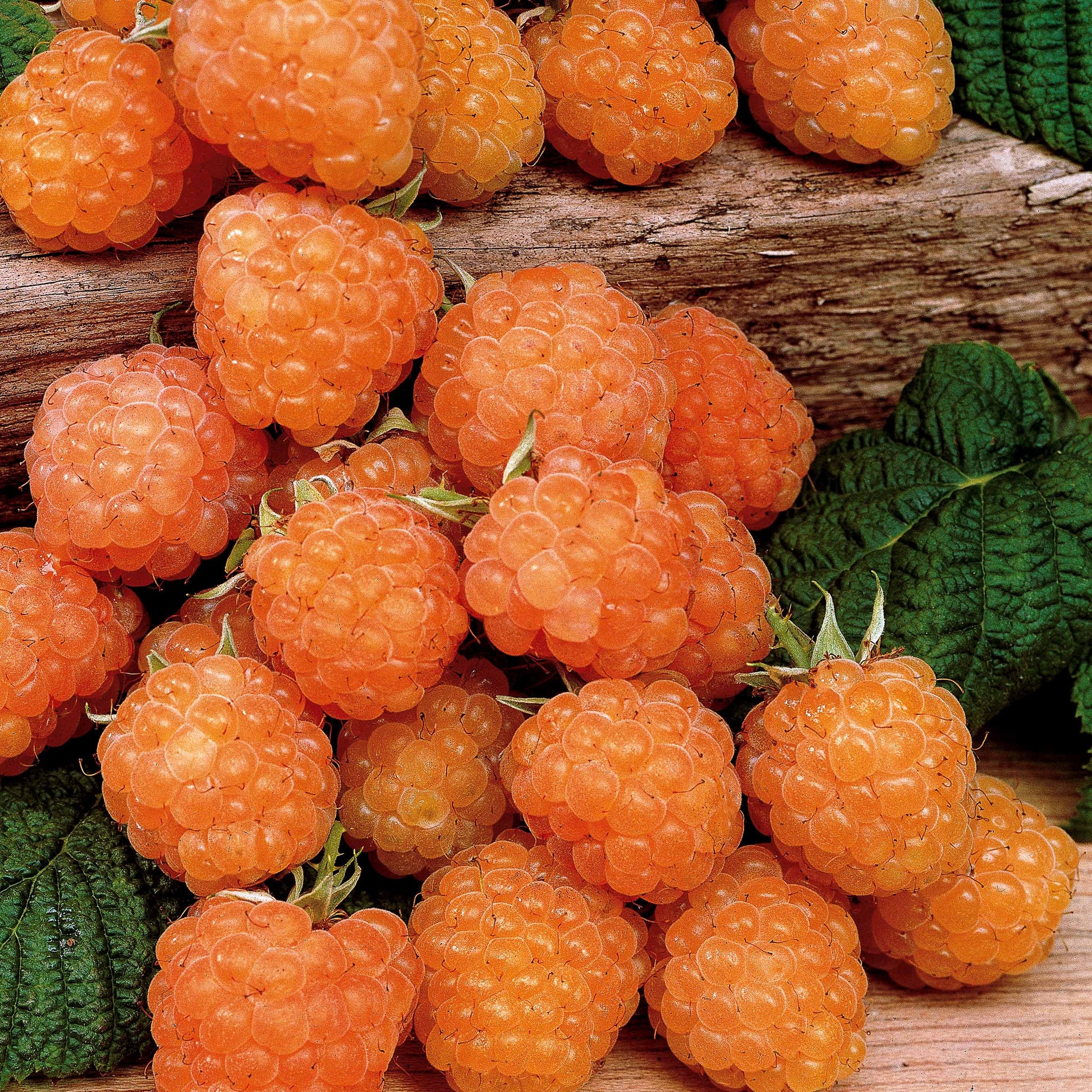 Himbeeren Mischung (2 Sumo 2, 2 FallGold, 2 Marastar) (x6) - Rubus idaeus marastar ®, sumo 2, fallgold - Himbeere