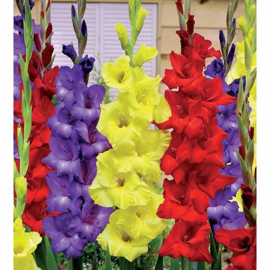 Gladiolen Mischung (Purpur, Gelb und Rot) (x30) - Gladiolus - Blumenzwiebeln