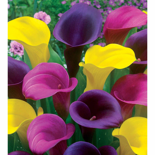 Calla Mischung (rosa + gelb + purpur) - Zantedeschia - Blumenzwiebeln