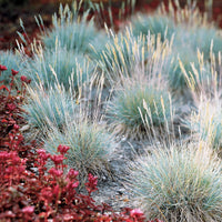 Bunte Gräser Mischung (x3) - Imperata cylindrica Red Baron, Carex oshimensis Evergreen, Festuca glauca - Sträucher und Stauden