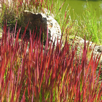 Bunte Gräser Mischung (x3) - Imperata cylindrica Red Baron, Carex oshimensis Evergreen, Festuca glauca