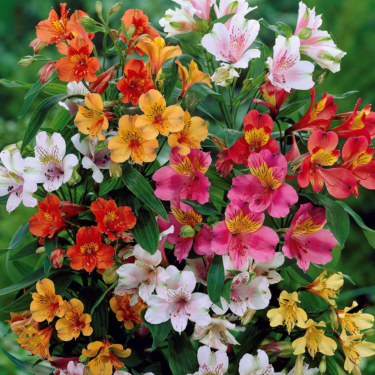 Inkalilien Mischung (x3) - Alstroemeria - Bakker