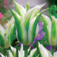 Lilienblütige Tulpe 'Greenstar' (x10) - Tulipa greenstar - Blumenzwiebeln