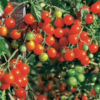 Sammlung von Tomaten - Collection 4 tomates : Rose de Berne, Roma, Merveille des marchés, Sw