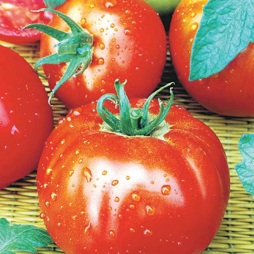 Sammlung von Tomaten - Collection 4 tomates : Rose de Berne, Roma, Merveille des marchés, Sw - Tomaten
