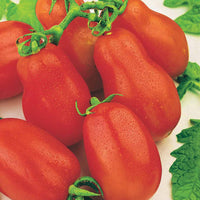 Sammlung von Tomaten - Collection 4 tomates : Rose de Berne, Roma, Merveille des marchés, Sw - Gemüsesaat