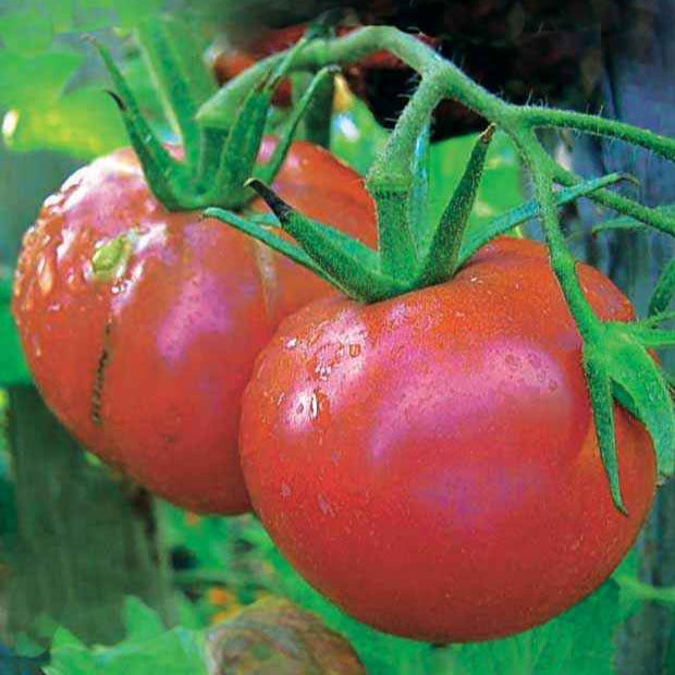 Sammlung von Tomaten - Collection 4 tomates : Rose de Berne, Roma, Merveille des marchés, Sw - Gemüsegarten